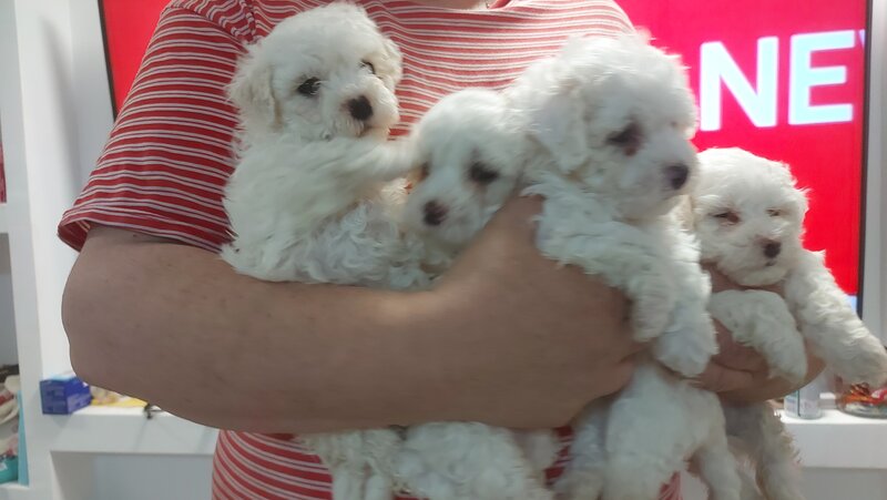 Bichon Frise de vanzare