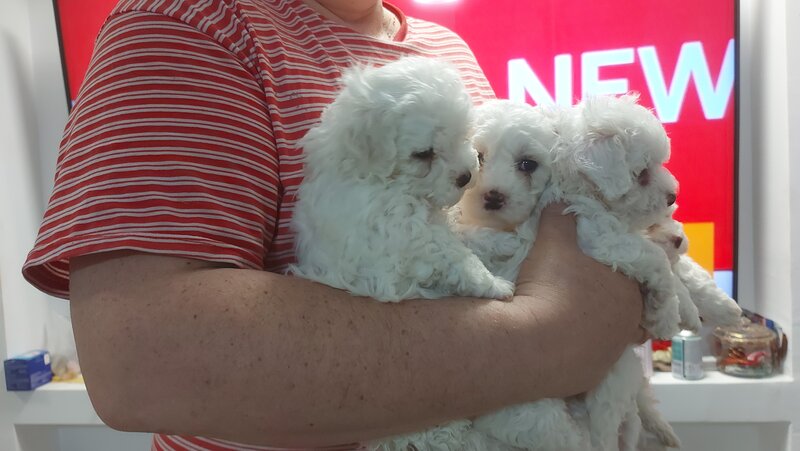 Bichon Frise de vanzare