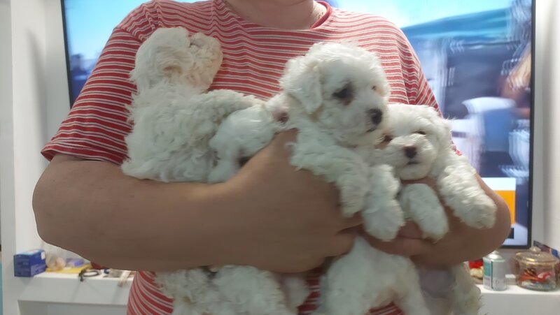 Bichon Frise de vanzare