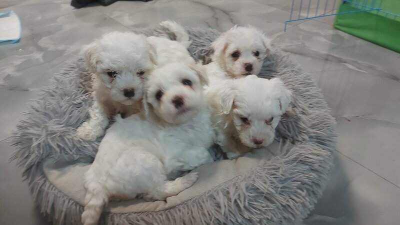 Bichon Frise de vanzare