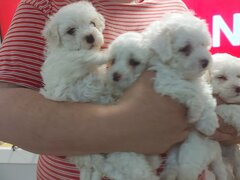 Bichon Frise de vanzare