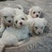 Bichon Frise de vanzare